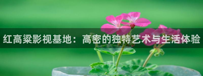 飘零影院电影电视剧免费观看：红高粱影视基地：高密的独特艺术与生活体验